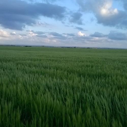 Green land & blue sky