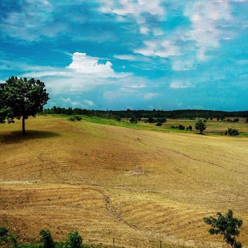 Landscape