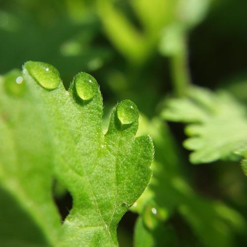 "Dew drops of life"