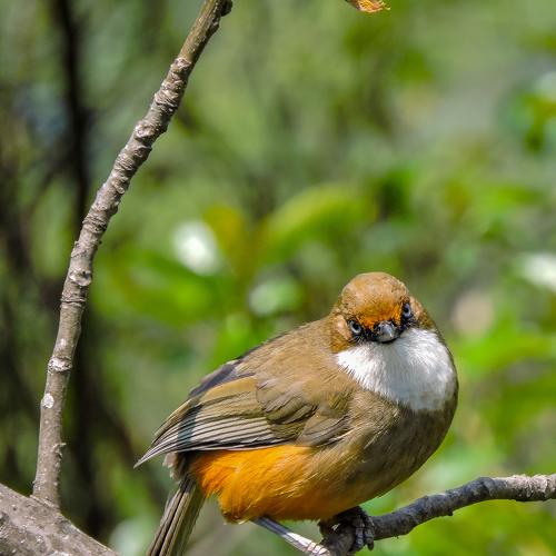 Angry Bird