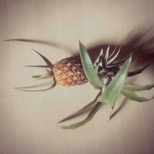 Pineapple