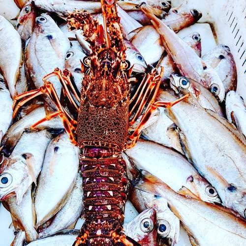 Lobster for sale