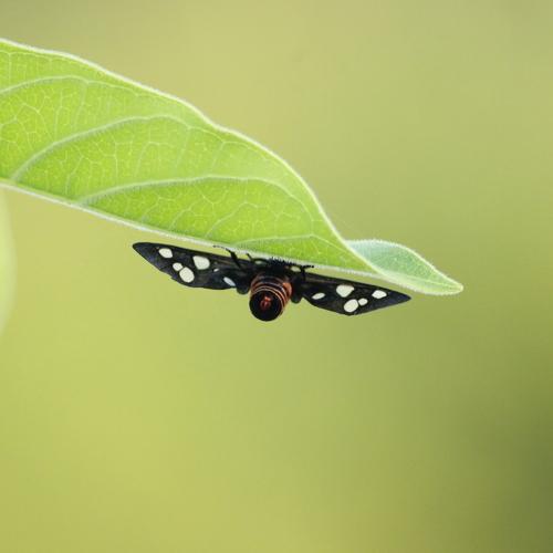 Beginning of Butterfly