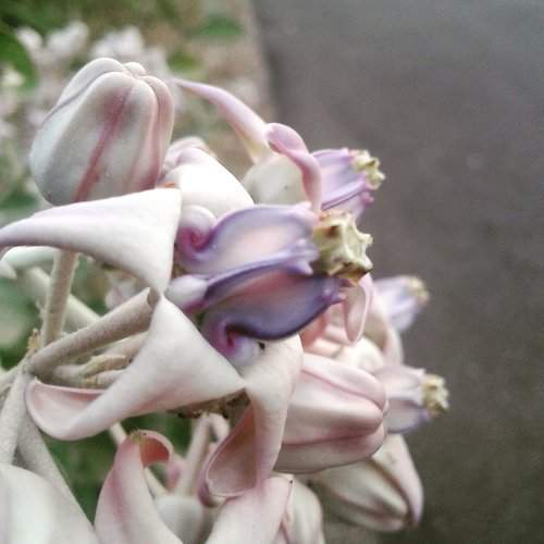 Blooming buds