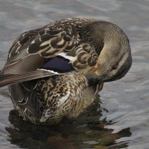 Уточка