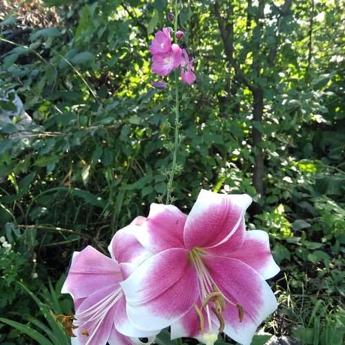 Photo #2399045