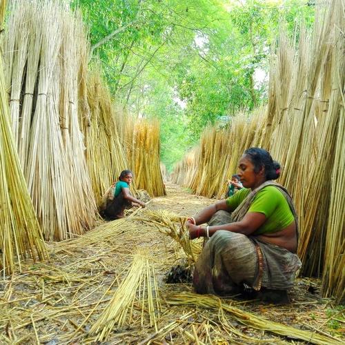 Artisan of Golden Fiber