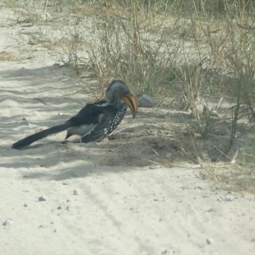 Birds of the Wild