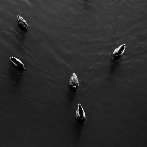 Duck's (Meizu M3)