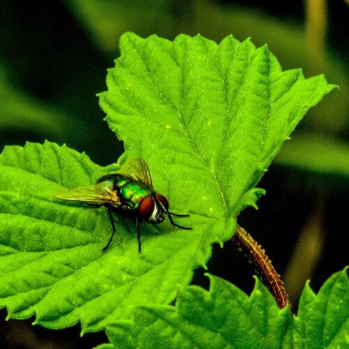 Fly