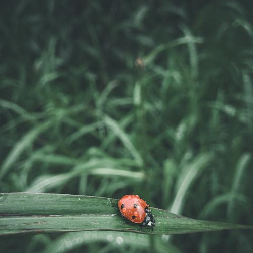 Macro