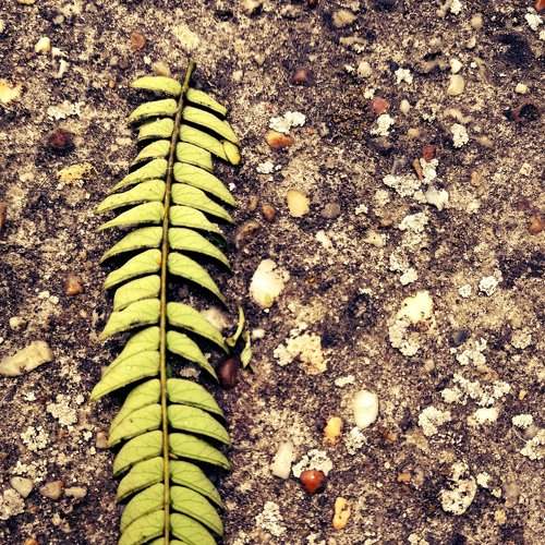 Leaf