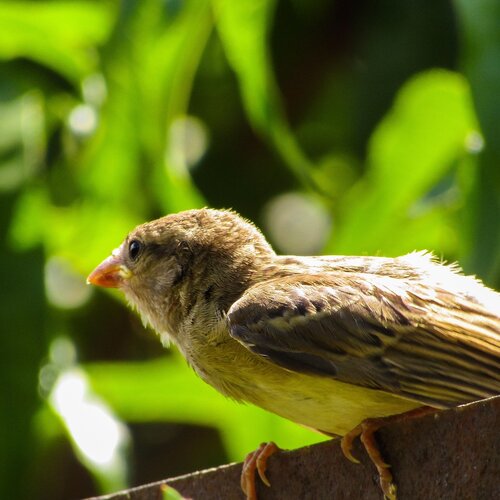 Birds