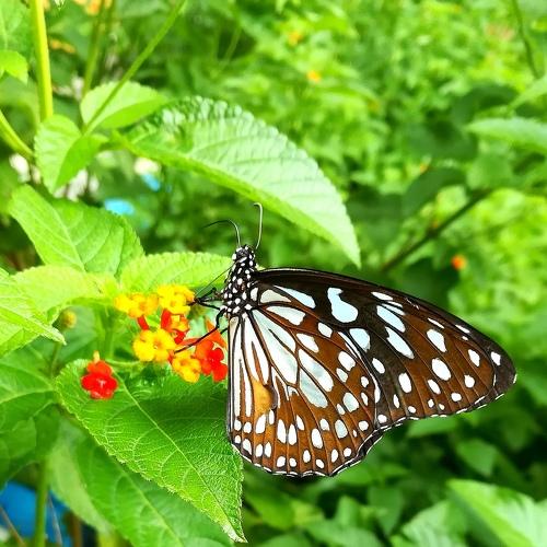 Beautiful butterfly..