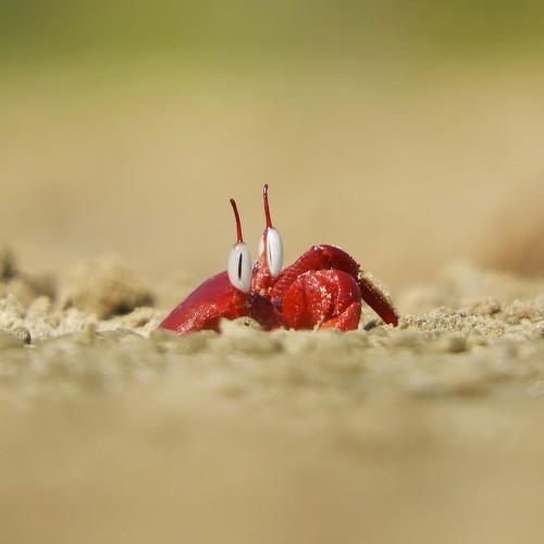 A 'Red Ghost Crab'