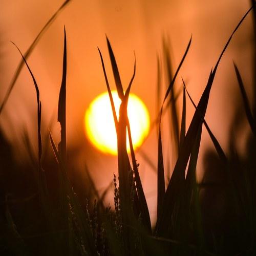 The setting sun.