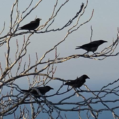Photo #2402856