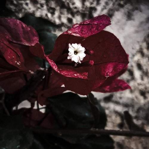 Hidden beauty