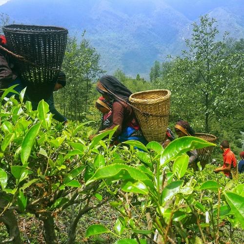 Tea farming