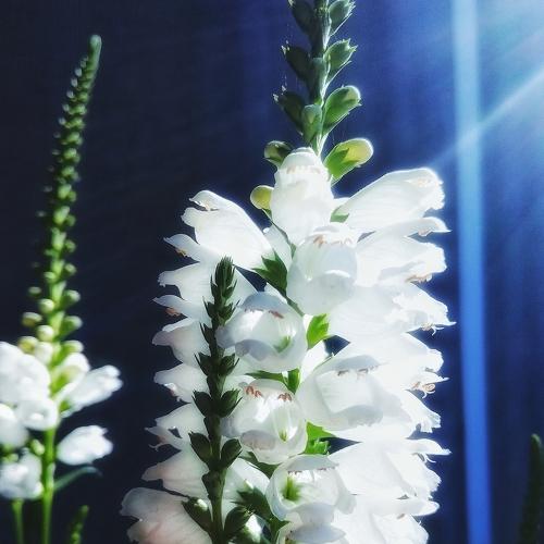 Photo #2403859