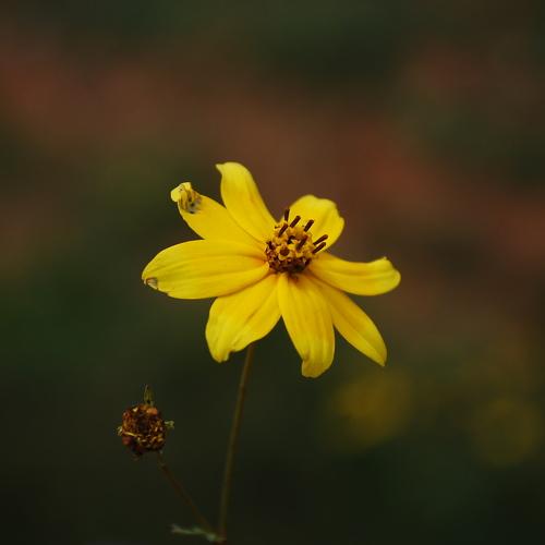 Hope