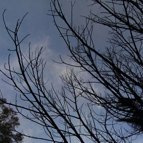 "against the branch"