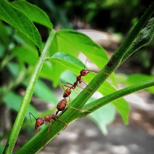 Ant