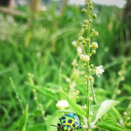 Colorful Bug