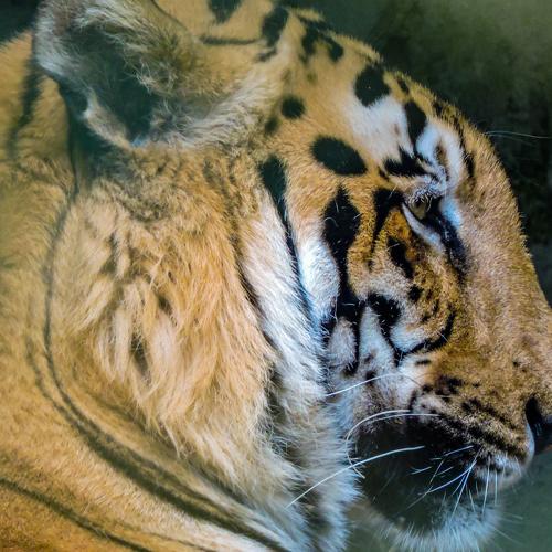 Tiger in the Shadow