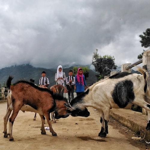 Goats and children on a bridge