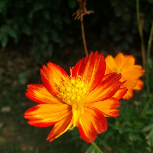 Sunshine