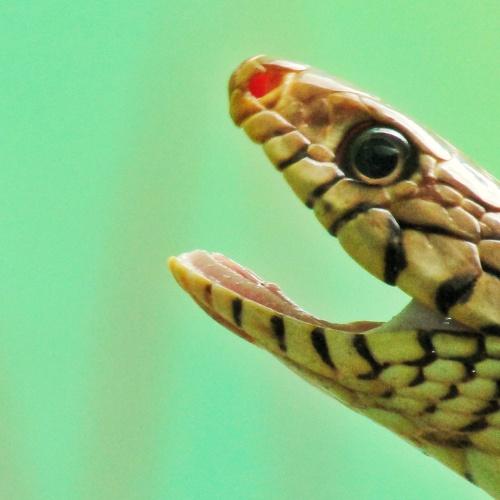 Snake in zoo