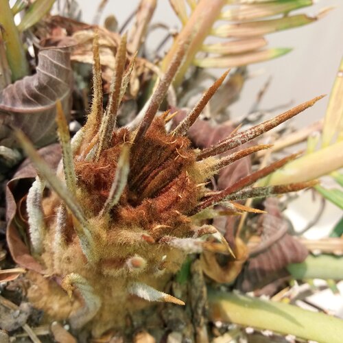 Thorns