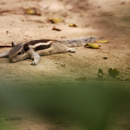 A SQUIRREL LAYING.