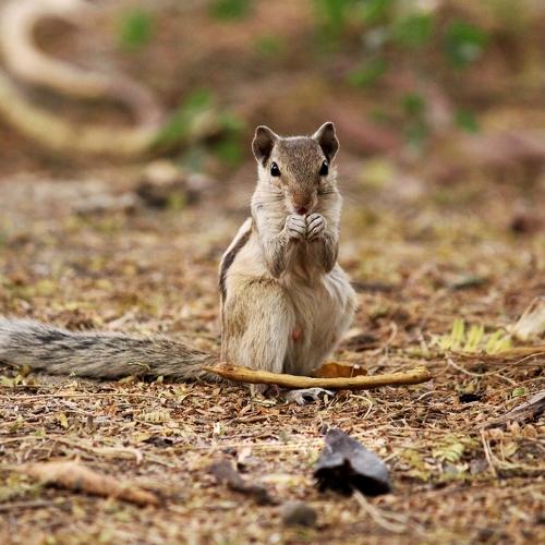 A SQUIRREL IS LOOKING ON YOU.