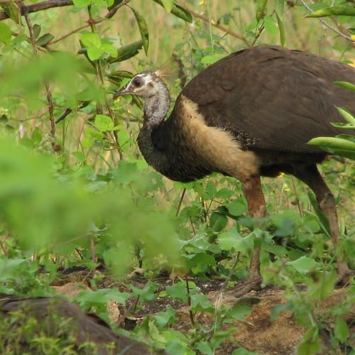 Indian Peahen