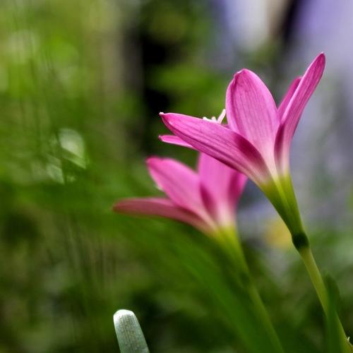 Wild flowers