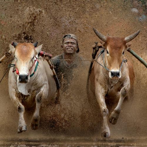 Pacu Jawi (Cow Race)