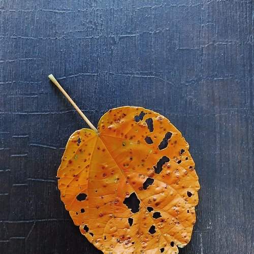 Black spot
