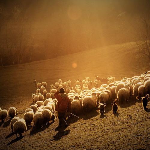 Shepherd