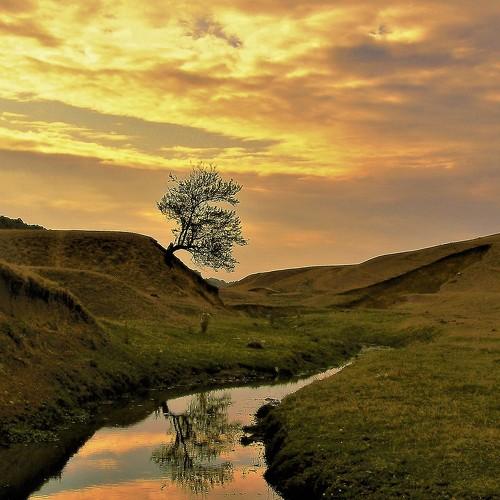 The tree