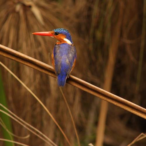 Malachite Kingfisher