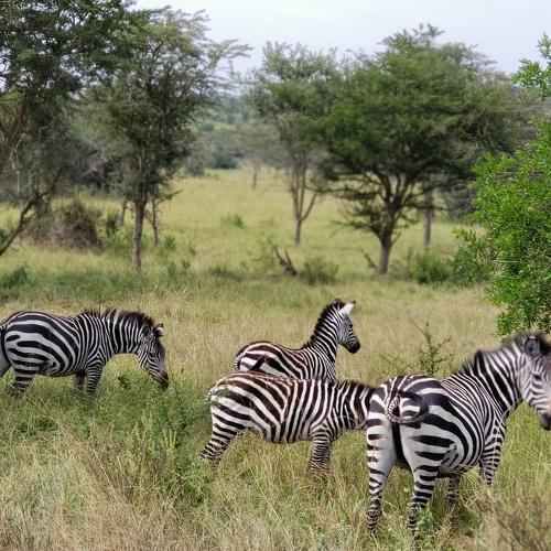 Zebras in Uganda