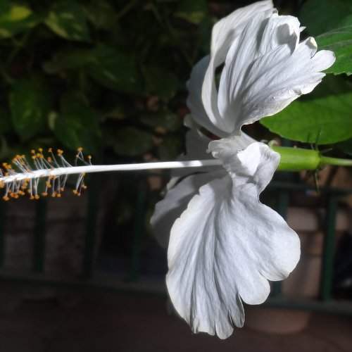 a white fully grown hibiscus