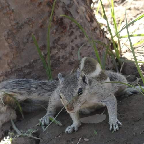 a Focused squirrel