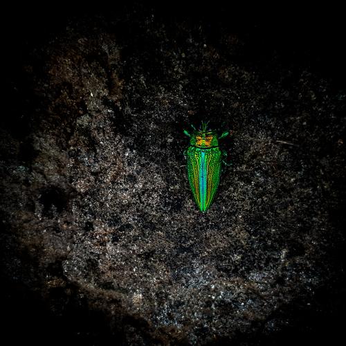Monsoon Beetle