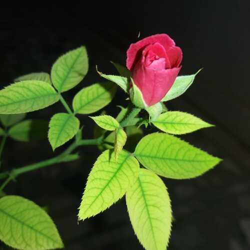Rose