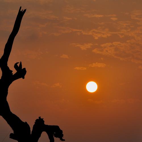 Dance of nature