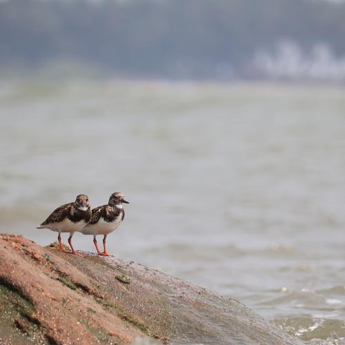 birds