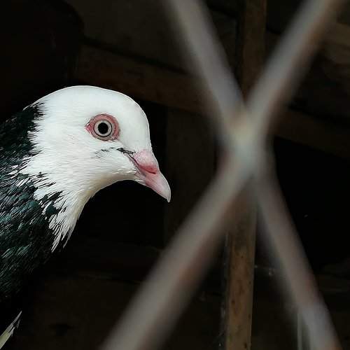 My Pigeon